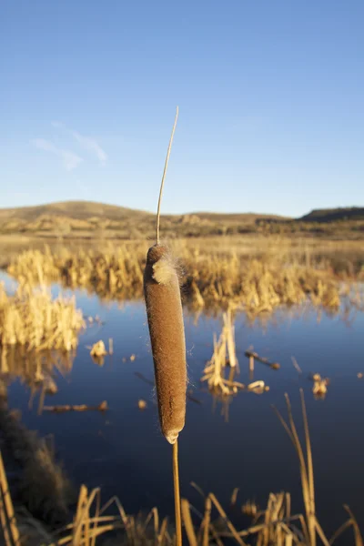 Isolated Cattail with Blurred Marsh — Stock Photo, Image