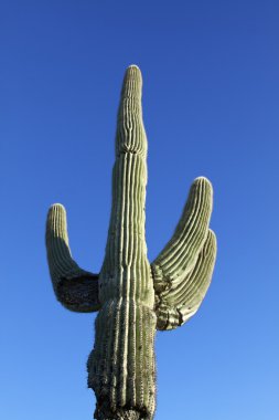 saguaro kaktüsü