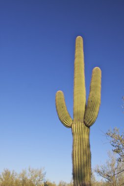 saguaro kaktüsü