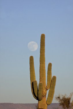 saguaro kaktüsü ve dolunay