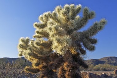 Cholla kaktüs atlama