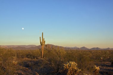 saguaro kaktüsü ve dolunay