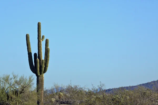 Saguaro 선인장 — 스톡 사진