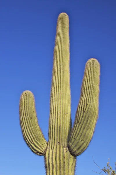 Saguaro Kaktus — Zdjęcie stockowe