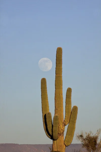 Saguaro Cactus และ Full Moon — ภาพถ่ายสต็อก