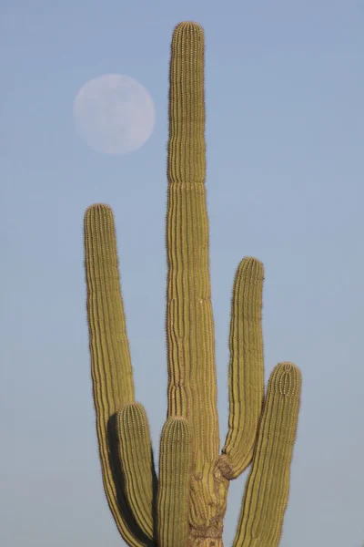 Cactus Saguaro et pleine lune — Photo