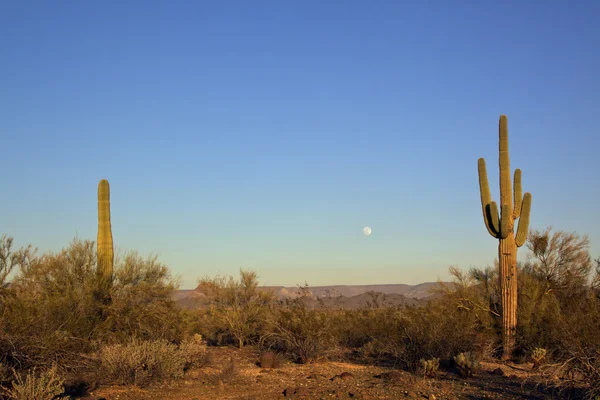 Аризона пустыня и полная луна — стоковое фото