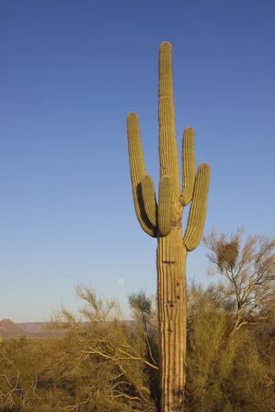 Κάκτος saguaro και Πανσέληνος — Φωτογραφία Αρχείου