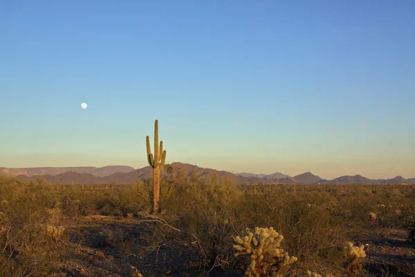Saguaro Cactus e Luna Piena — Foto Stock