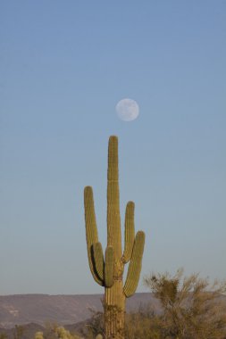 saguaro kaktüsü ve dolunay