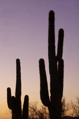 günbatımı saguaro kaktüs