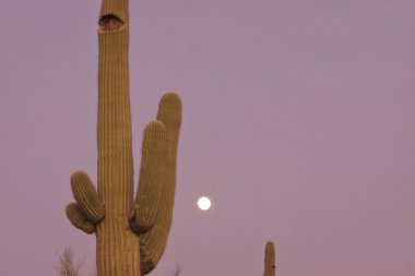 saguaro kaktüsü ve dolunay