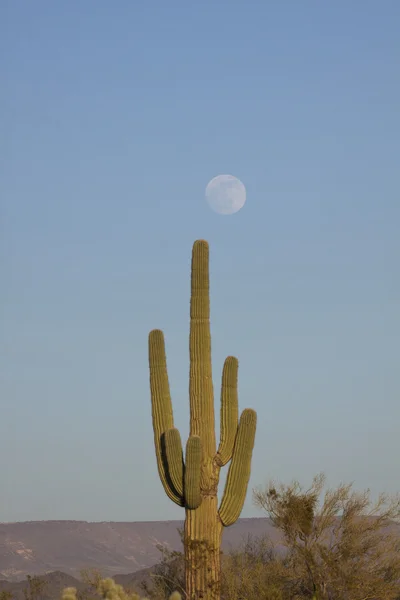 Кактус Сагуаро и полная луна — стоковое фото