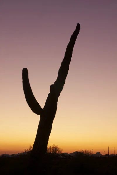 Cactus de Saguaro au coucher du soleil — Photo