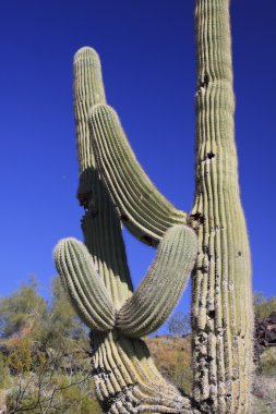gnarly saguaro kaktüsü