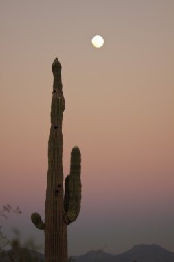 saguaro kaktüsü ve dolunay