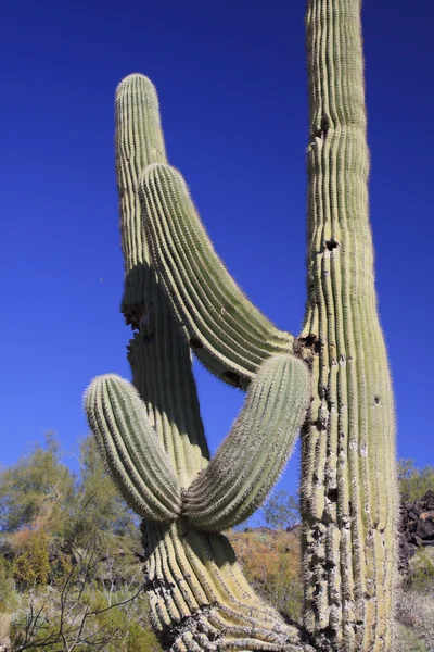 Cacto saguaro gnarly — Fotografia de Stock