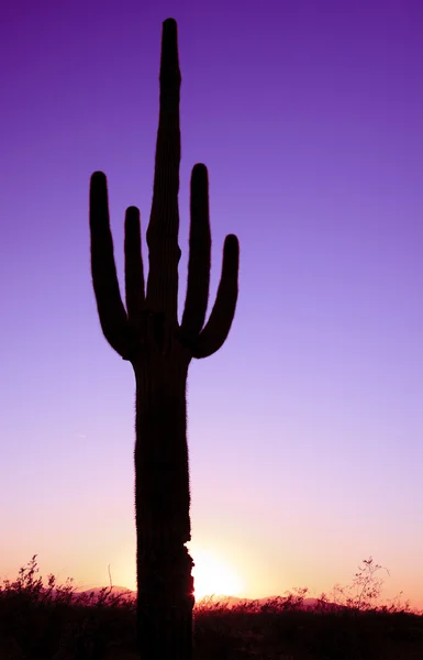 일몰에 saguaro 선인장 — 스톡 사진