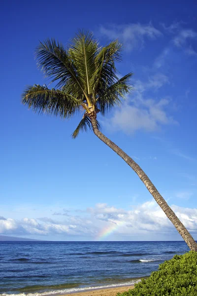 Тропічний palm — стокове фото