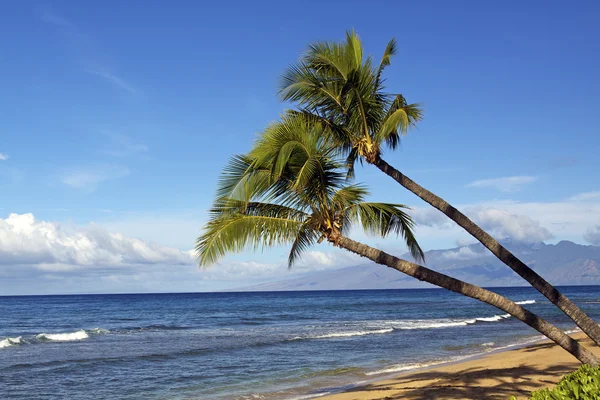 在毛伊岛上的热带棕榈树 — 图库照片