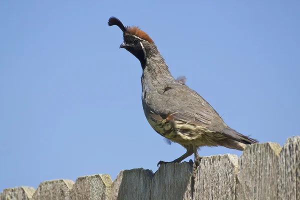 California quail hane — Stockfoto