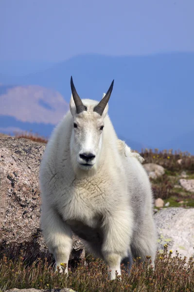 Bergziege — Stockfoto