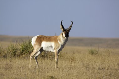 Pronghorn Antelope Buck clipart