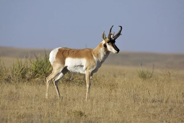 Pronghorn Antilopenbuck — Stockfoto