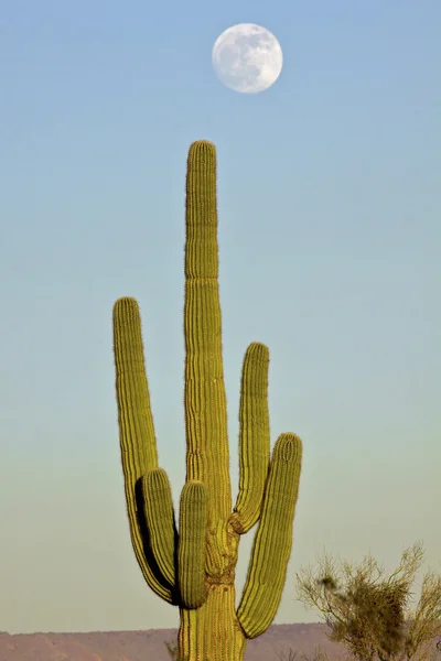 Cactus Saguaro et pleine lune — Photo