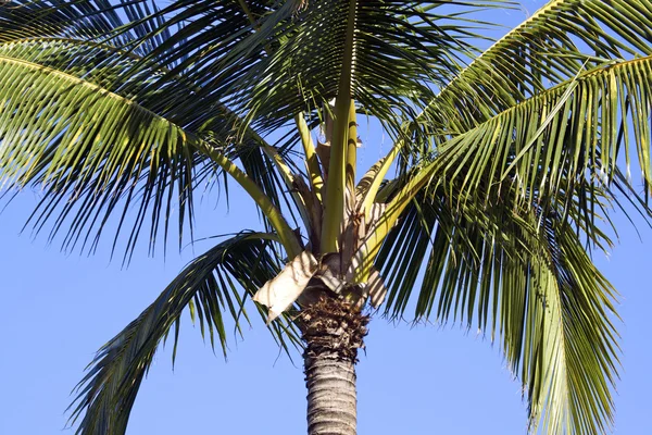 stock image Palm Tree Close UP