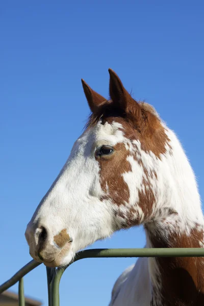 ペンキの馬の肖像画 — ストック写真