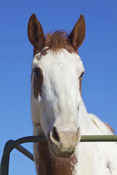 Paint Horse Portrait — Stock Photo, Image