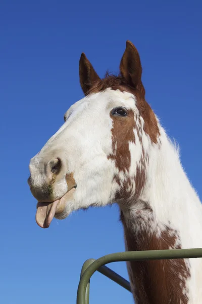 Farba zabawny portret konia — Zdjęcie stockowe