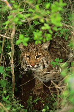 bobcat kapağından Yataklı