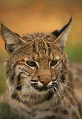 Bobcat portre