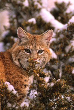 Kış bobcat portre