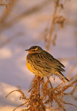 Meadowlark in Winter clipart