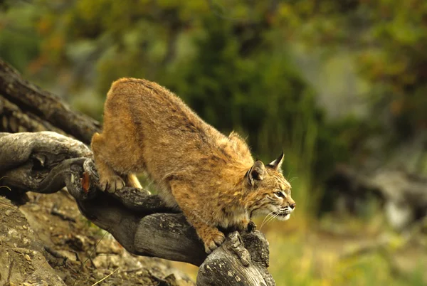 Bobcat sur Rock — Photo