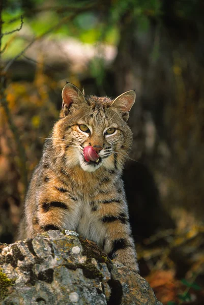 Bobcat на скелі — стокове фото