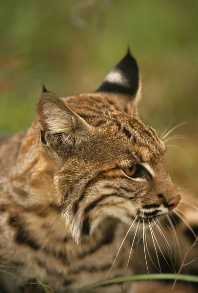 Bobcat portrét — Stock fotografie