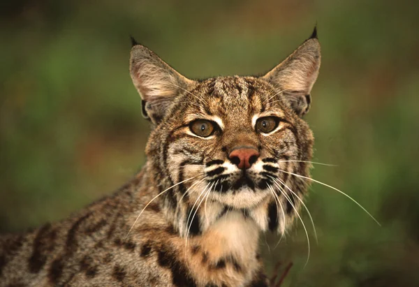 Portret Bobcat — Zdjęcie stockowe