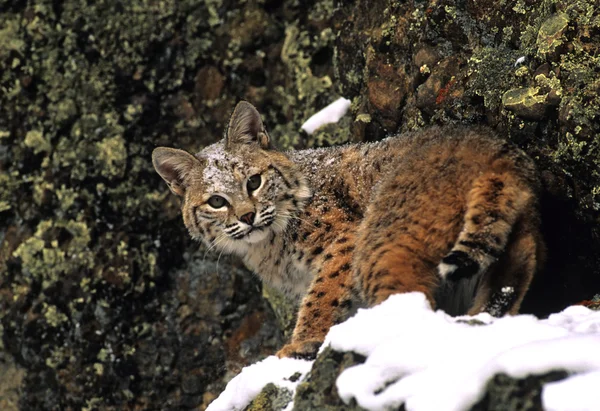 Bobcat in winter — Stock Photo, Image