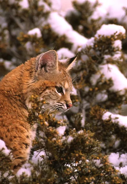 Winter Bobcat Portrait — Stock Photo, Image