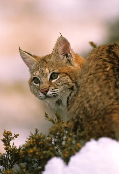 Portrait de lynx d'hiver — Photo