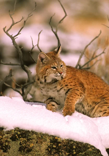 Zima bobcat — Zdjęcie stockowe