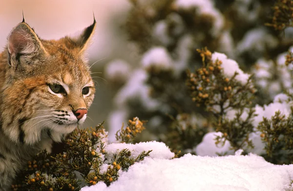 冬季山猫肖像 — 图库照片