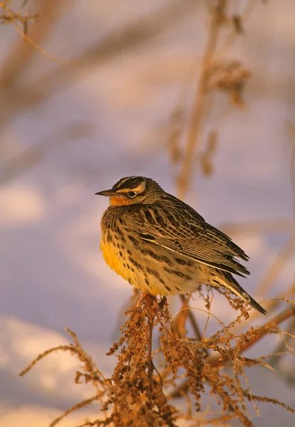 Meadowlark in Winter — Stock Photo, Image