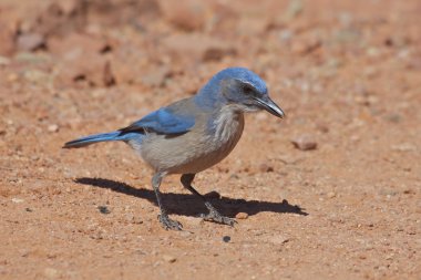 Scrub Jay