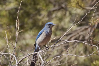 Bush Scrub jay