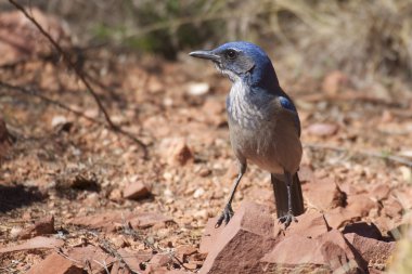 kayaların içinde Scrub jay